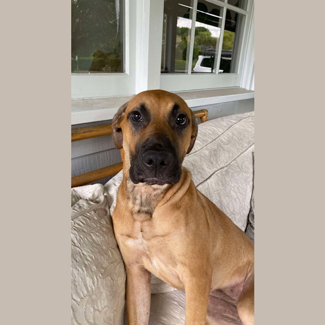 Photo of Ellie   6 Month Old Great Dane X Ridgeback