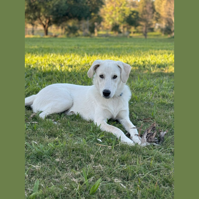 Photo of Bodhi *$350 Adoption Fee*