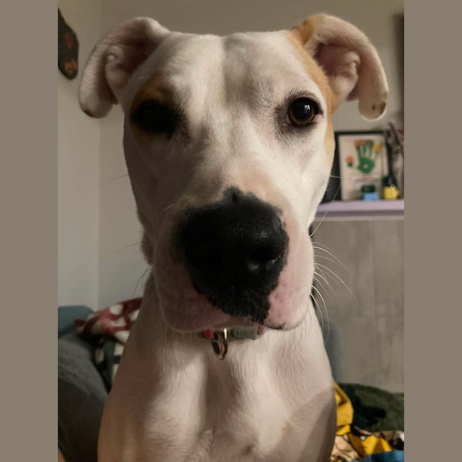 Photo of Koda