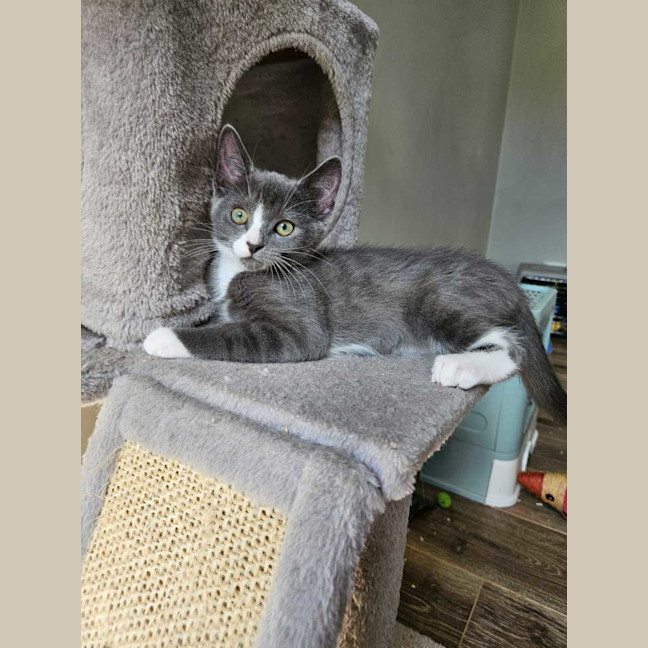 Photo of Henrietta