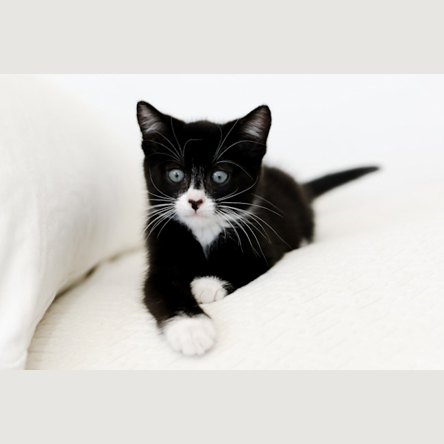 Photo of Echo