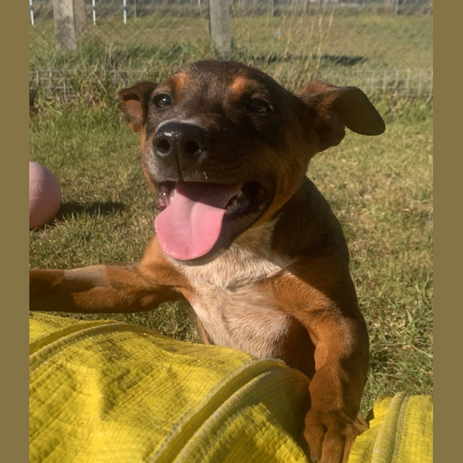 Photo of Rusty