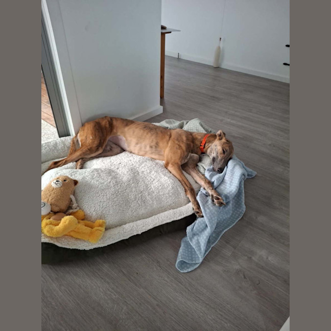 Photo of Alice   Blue Brindle 