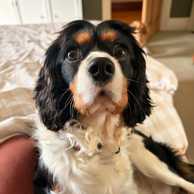 Photo of Lucky