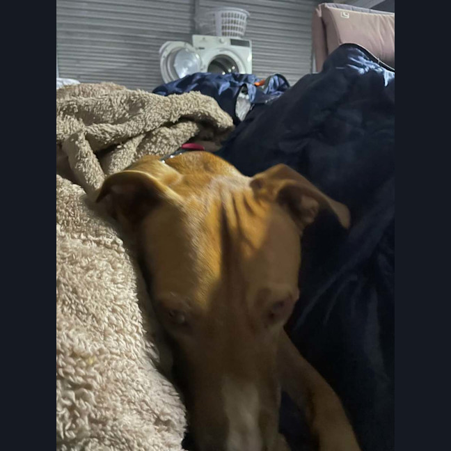 Photo of Toby