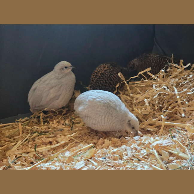 Photo of Blossom, Clover, Meadow & Fern