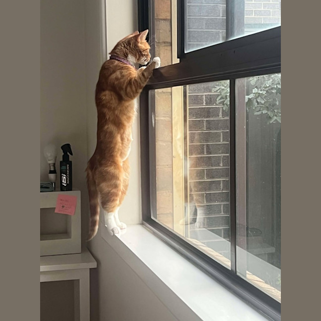 Photo of ⭐ Missy ⭐