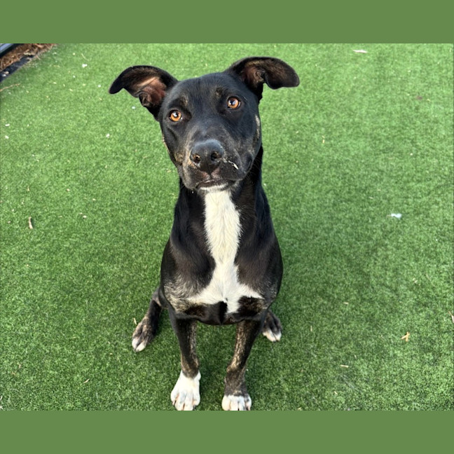 Photo of Pepper Imp 843