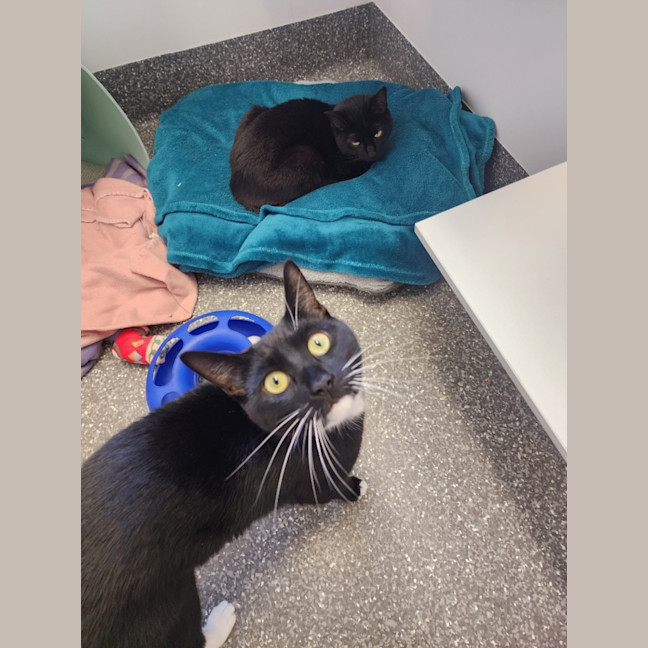 Photo of Cinnamon & Benny