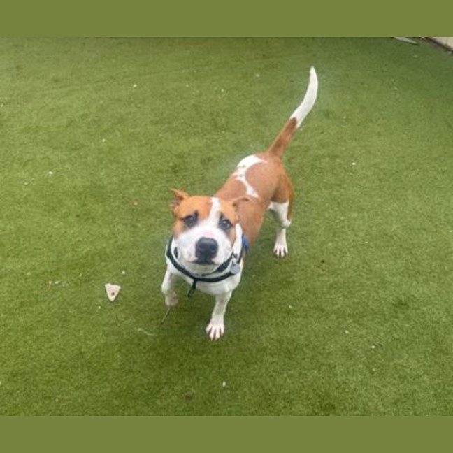 Photo of Tiki
