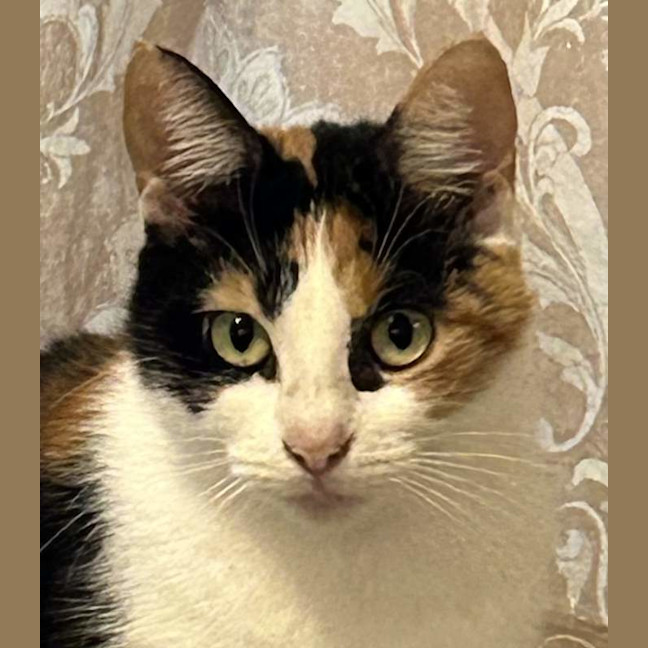 Photo of Callie