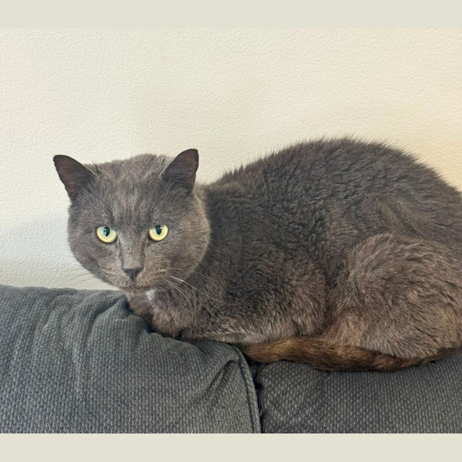 Photo of Percy