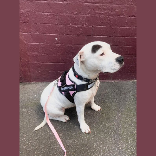 Photo of Chip