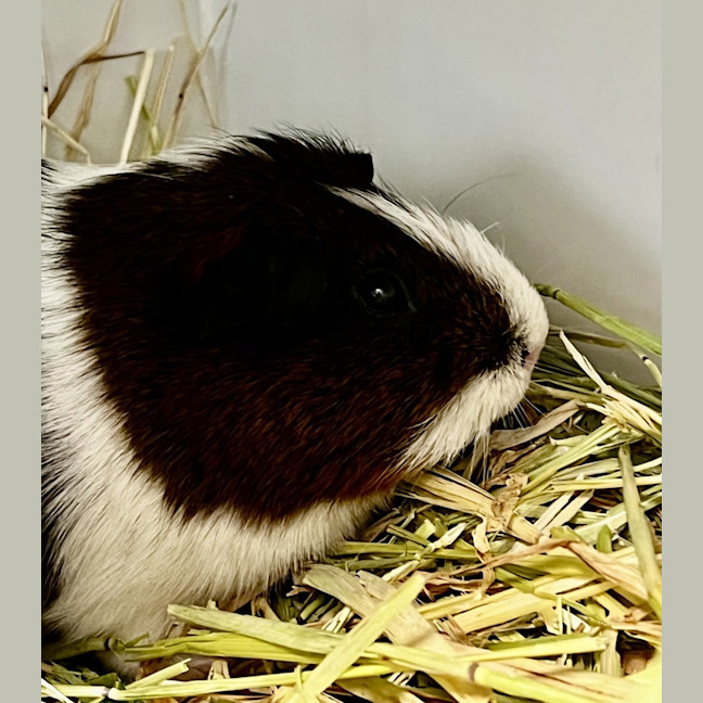 Photo of Mac K (Bonded To Craig)
