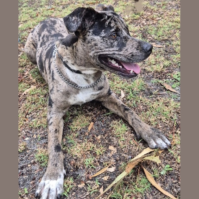 Photo of Louie