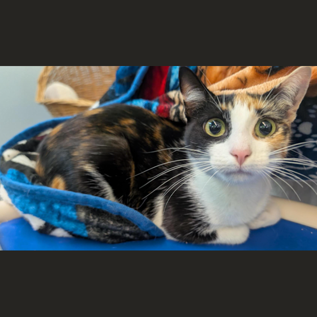 Photo of Divine Serpent Geh