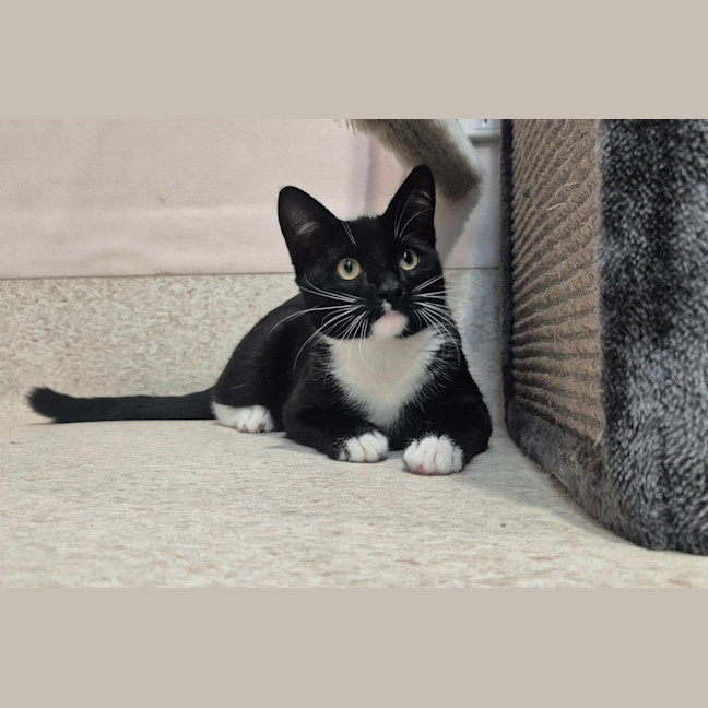 Photo of Onyx (0032)