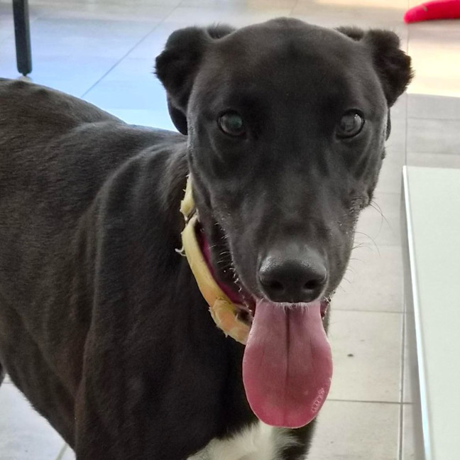 Photo of Ginko The Greyhound