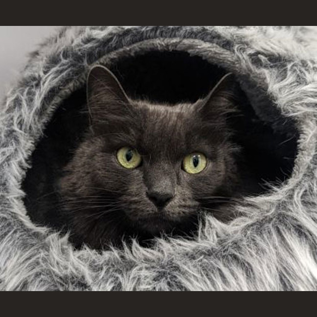 Photo of Queen Maeve