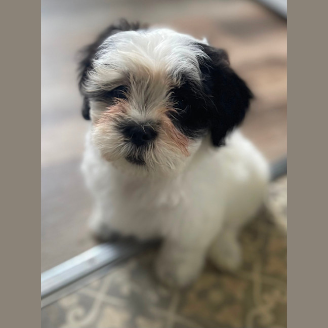 Photo of Cookie