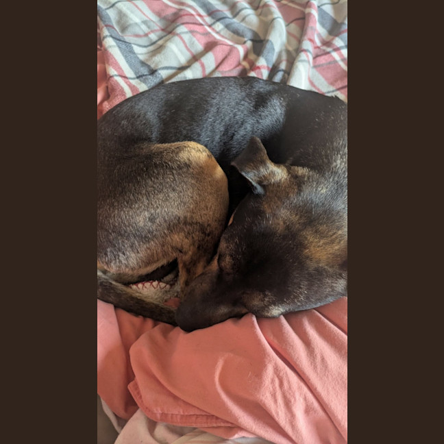 Photo of Shadow