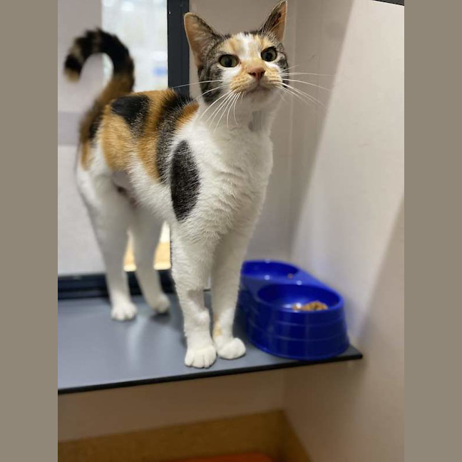 Photo of Nala