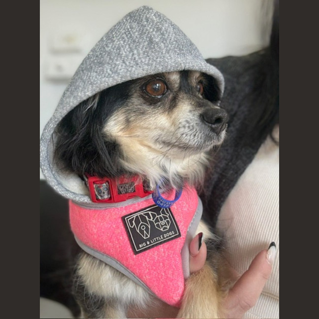 Photo of Sheila   5 Year Old Chihuahua X Pomeranian