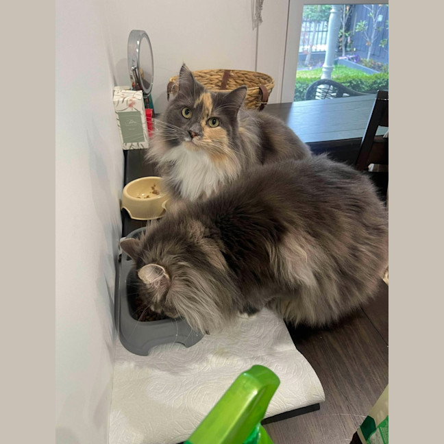 Photo of Teddy & Honk Honk   In Foster Care In Coburg