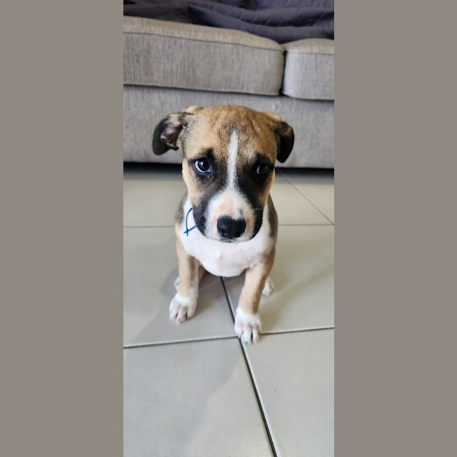 Photo of Iris   12 Week Old Kelpie X