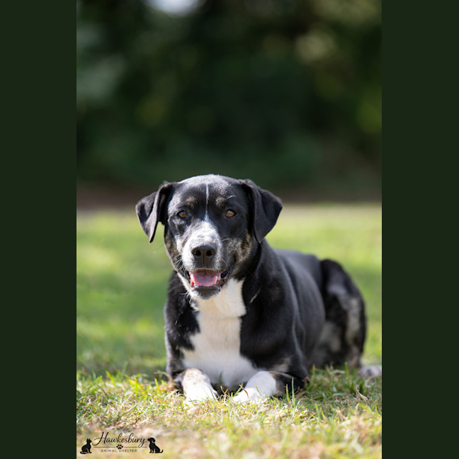 Photo of Daisy