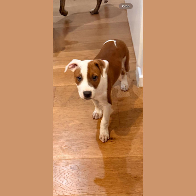 Photo of Crunchie