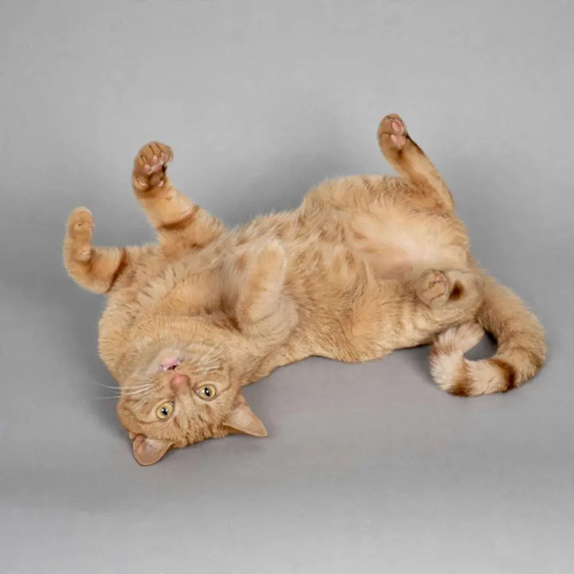 Photo of Garfield 