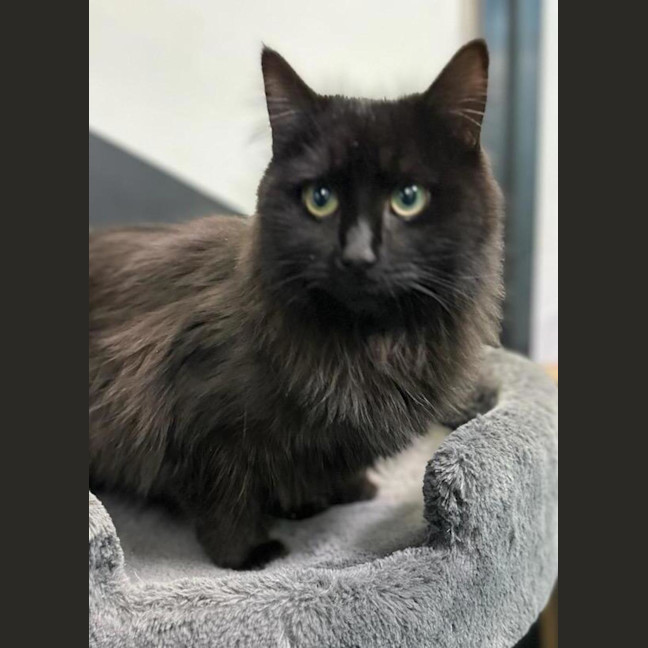 Photo of Waa Waa Wee Waa