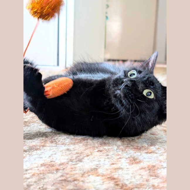 Photo of Petal