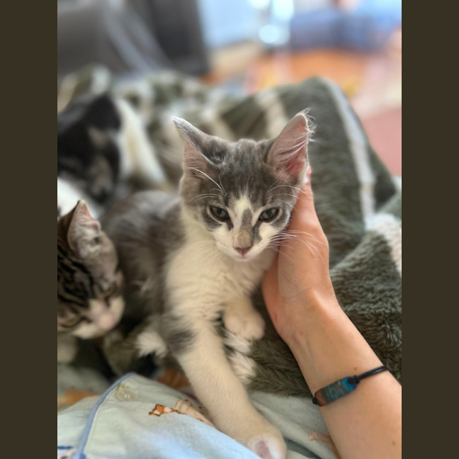 Photo of Chairman Meow