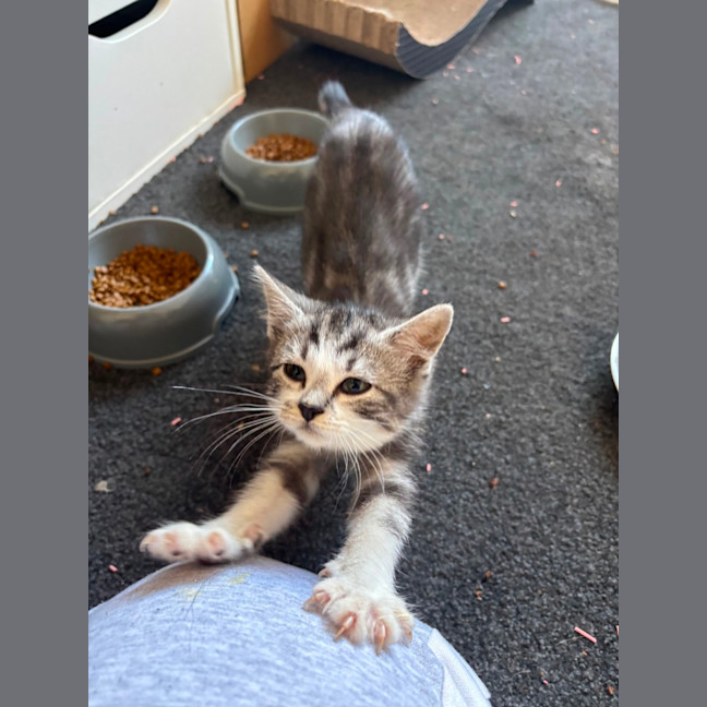 Photo of Dexter 💙