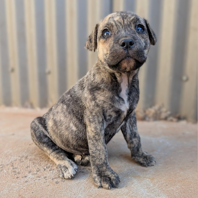 Photo of Dash