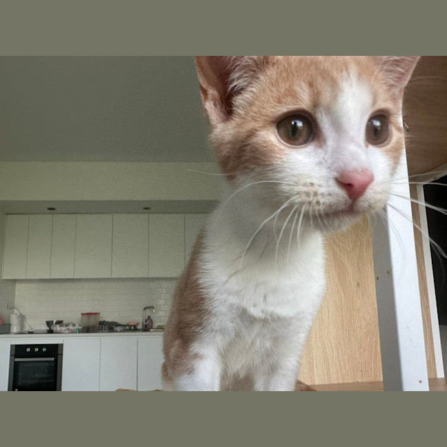 Photo of Henry 