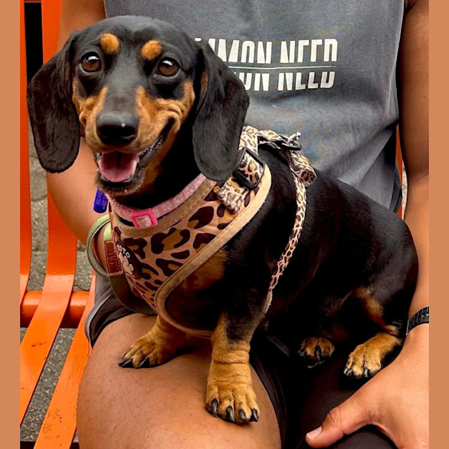 Photo of Eleanor   4 Year Old Dachshund