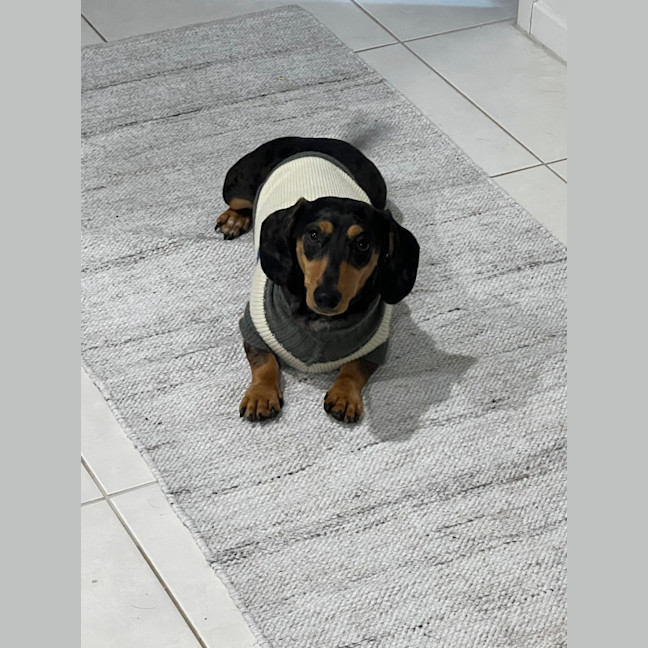 Photo of Morris   2 Year Old Dachshund 