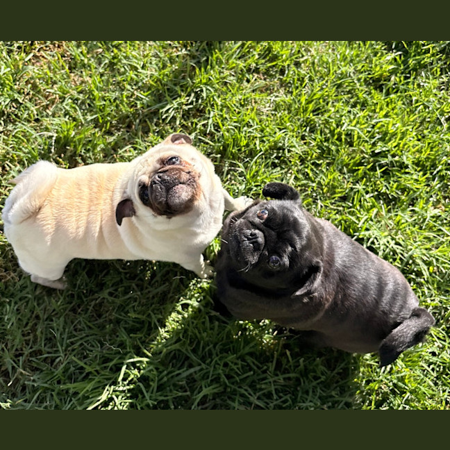 Photo of Piggy