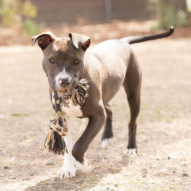 Photo of Athena