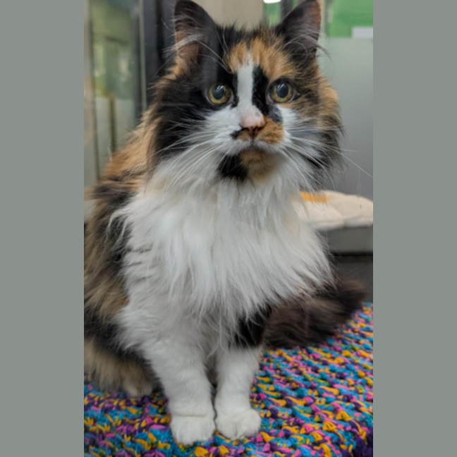 Photo of Double Cheese Burger