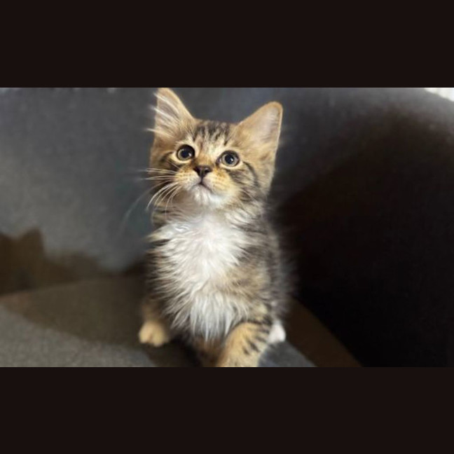Photo of Teddy
