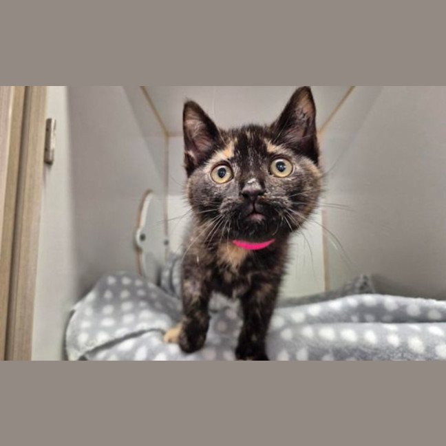 Photo of Harriet
