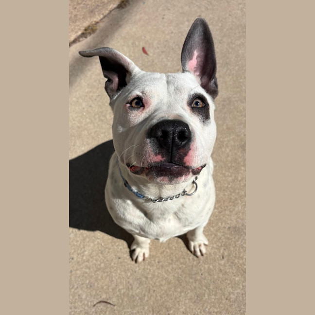 Photo of Bronco