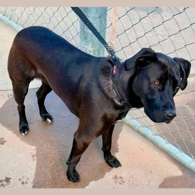 Photo of Whisky