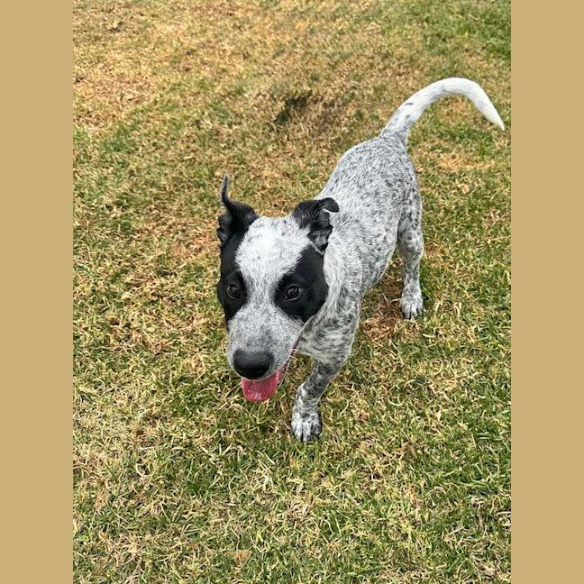 Photo of Willow