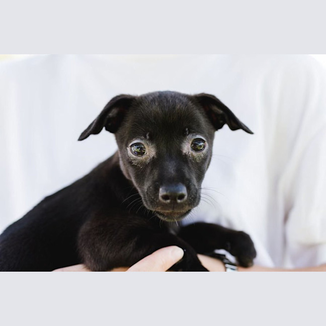 Photo of Onyx