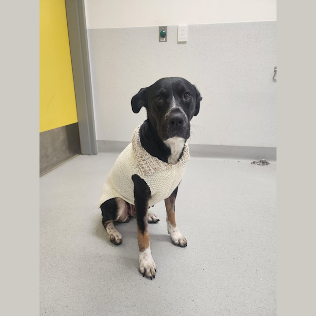 Photo of Voodoo Imp 601